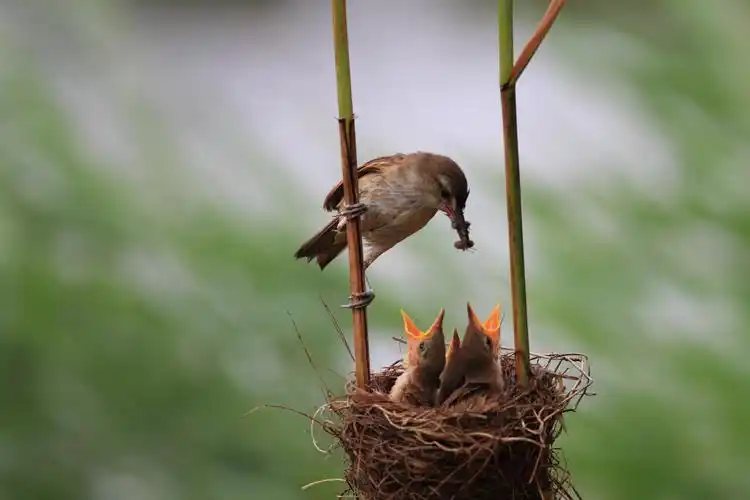 在2o14年7月2号我们护鸟发现干于一块工地上,大苇莺正在喂小鸟,我们和