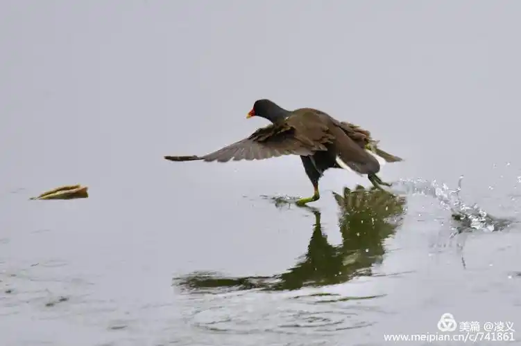 红冠水鸡—水鸡中的战斗鸡