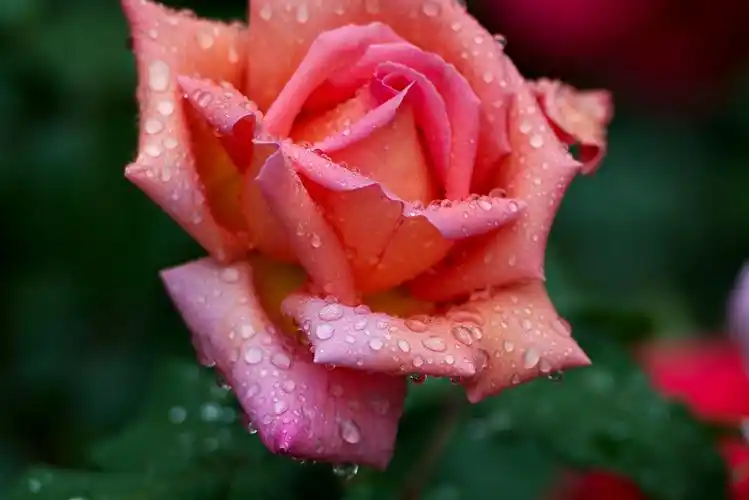 娇艳欲滴月季花