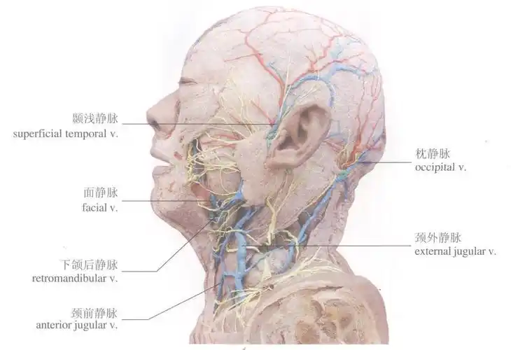 头颈部的静脉(2)