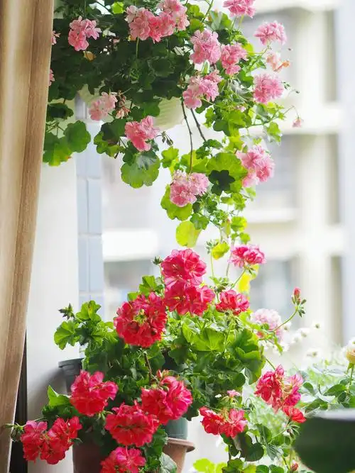 阳台养花,垂吊天竺葵 - rainbowyao - 图虫