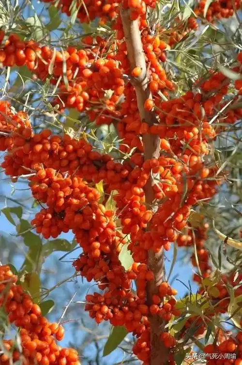 如意拼果美味奇缘