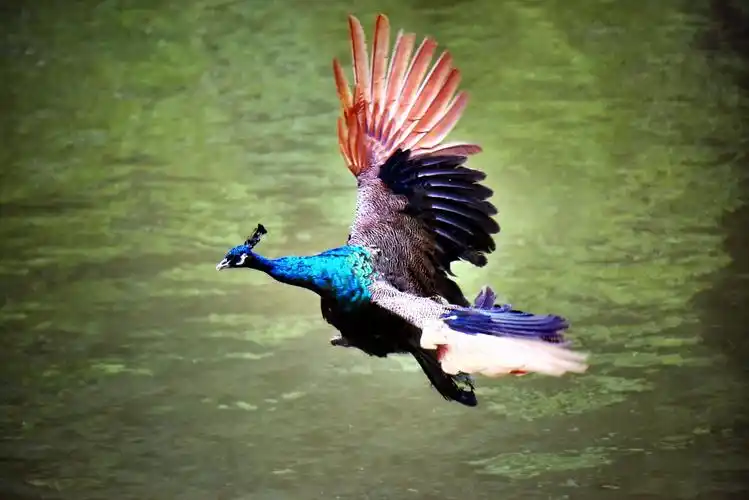 西双版纳原始森林孔雀湖内,俏尽兴拍摄留 念