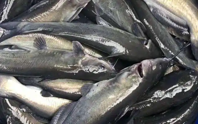 清江鱼是什么鱼?