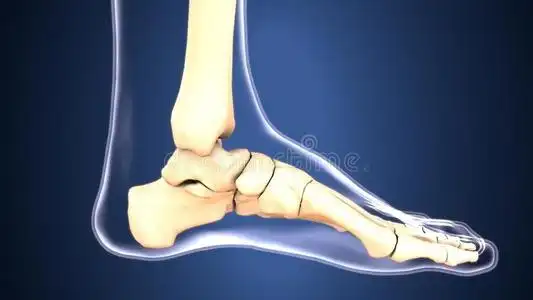 3英语字母表中的第四个字母说明关于骨架脚骨头解剖照片