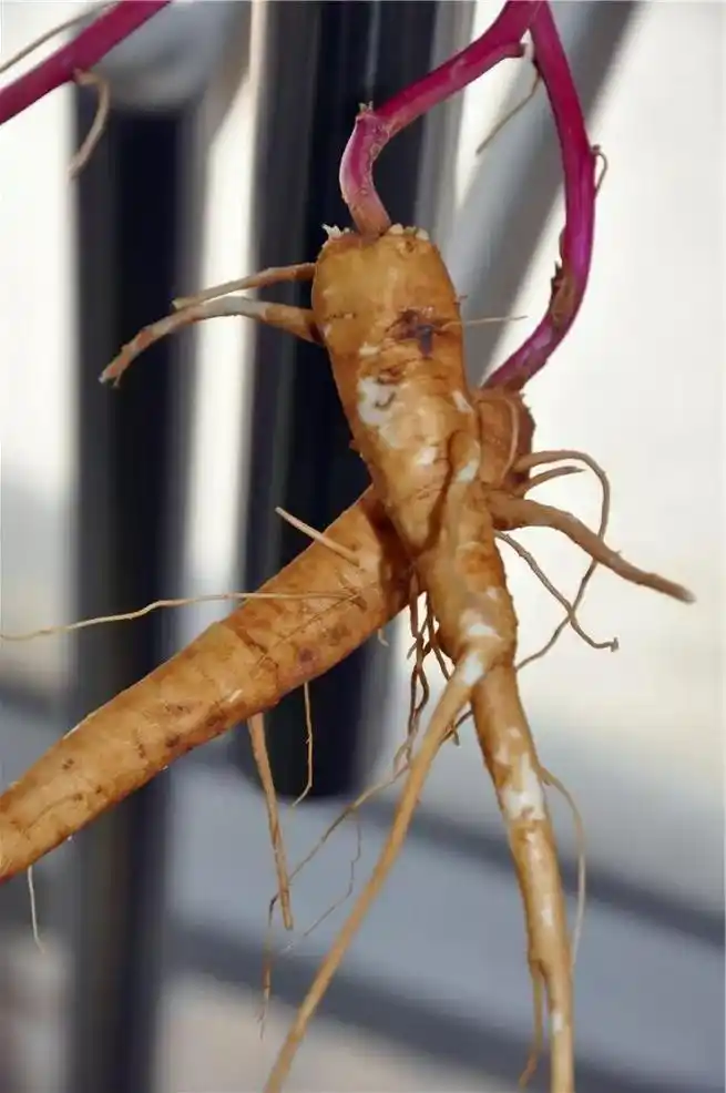 荒野生物学之商陆