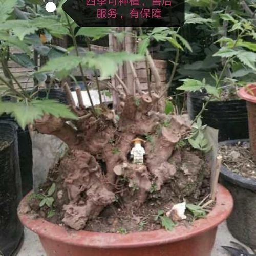 黄荆盆景下山桩新鲜自挖疙瘩盆景老桩办公室盆栽阳台易活绿植