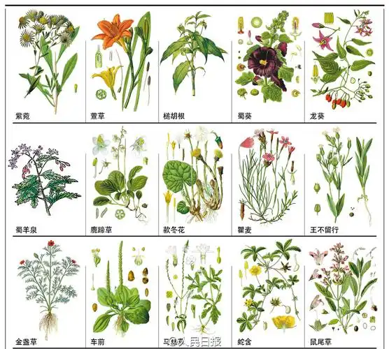 中药图解几张图展示148种常见的中草药