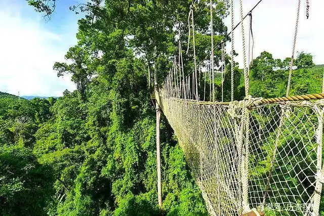 历奇探险 树顶漫步  盗版必究