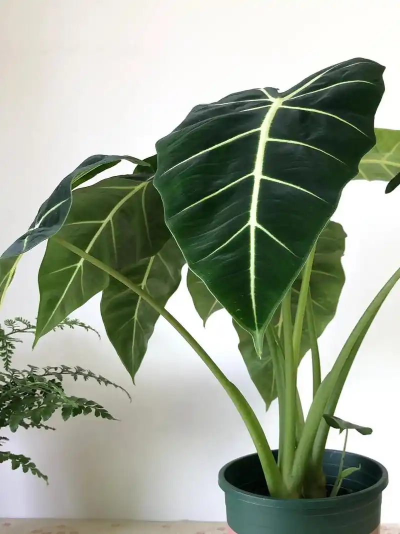 每天一个00养护知识|绿天鹅绒海芋78day21566 绿天鹅绒海芋