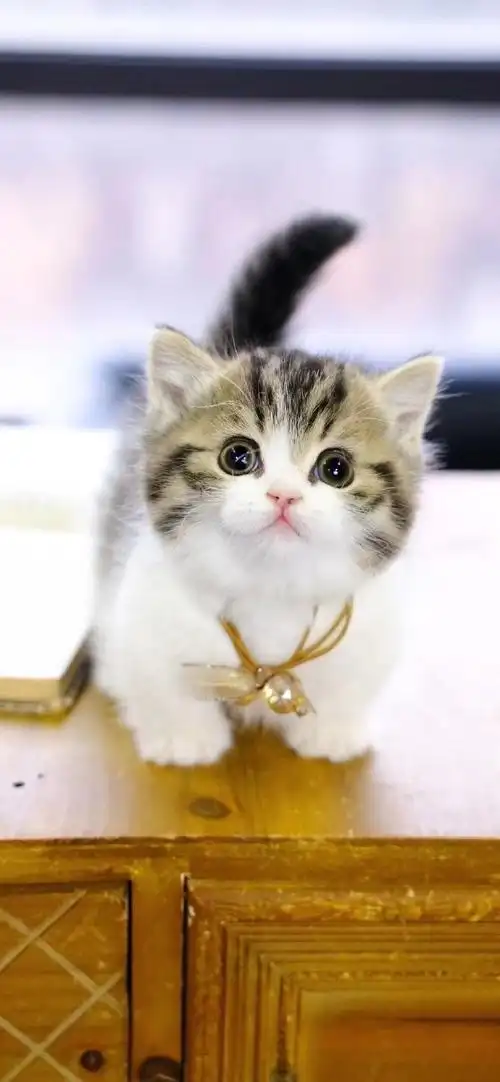 短腿猫##矮脚猫