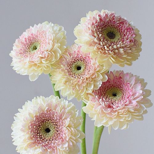 西雅图弗朗花鲜花云南基地直发室内水培插花鲜切花扶郎花非洲菊