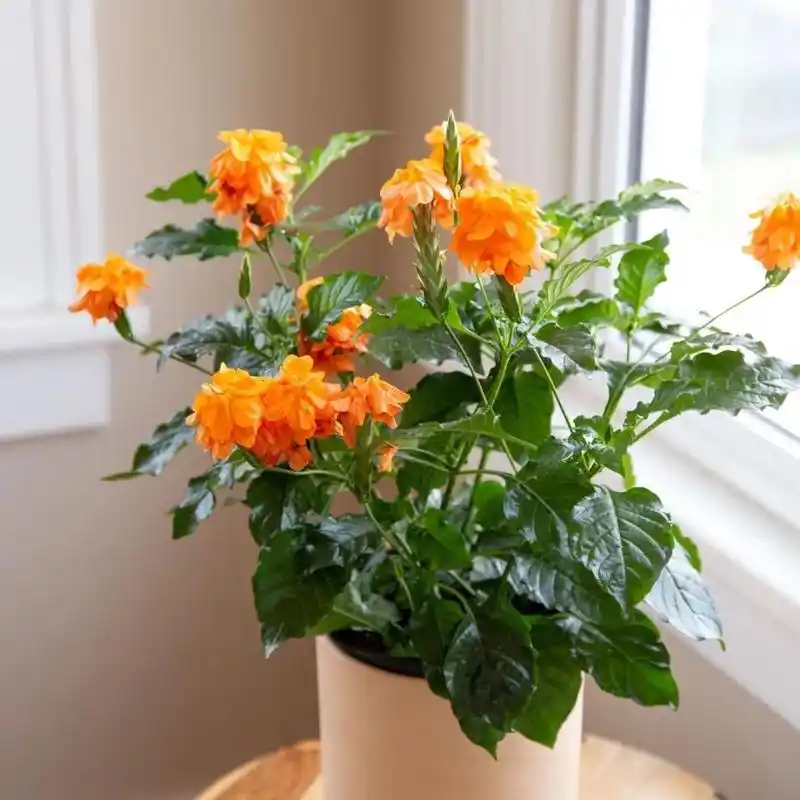 盆栽鸟尾花养护指南,这种热带花在南北地区都能养好