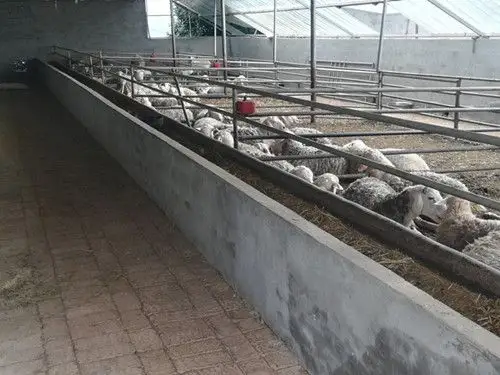 在杨南湾骊羊养殖场,实地查看了骊羊养殖场室内外环境整洁程度,重点