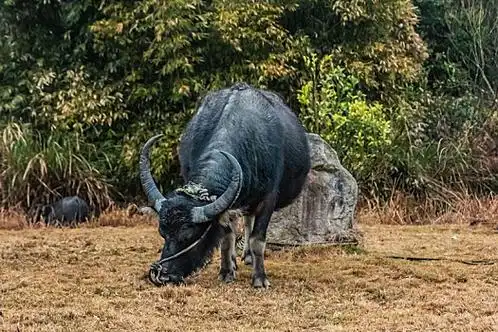 乡村,草地上,一头,黑色,家畜,水牛