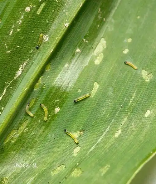 草地贪夜蛾实拍高清图鉴整理转载