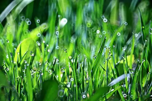 清新,自然背景,草,露珠,水滴