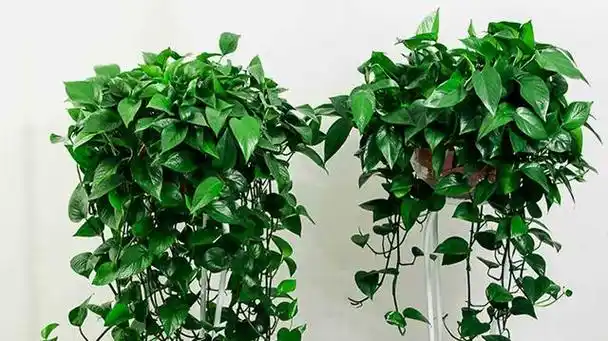 办公室养什么绿植风水好,办公室适合摆放什么绿植旺财(办公室养"4种花