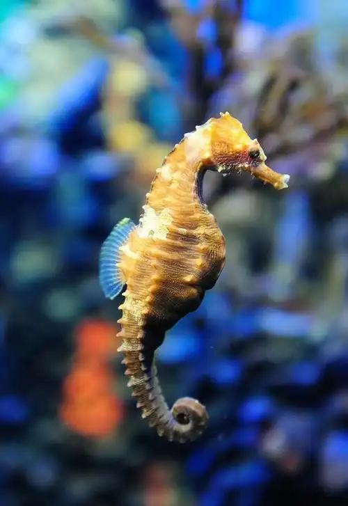 能引人而笑的动物海马,会有哪些有趣的事情,你知道吗