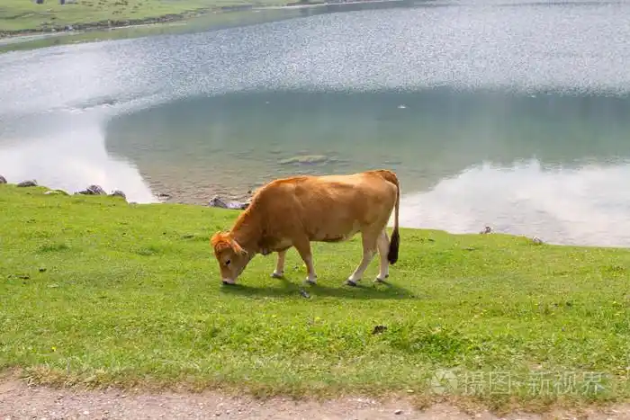 在一片草地的西班牙免费牛