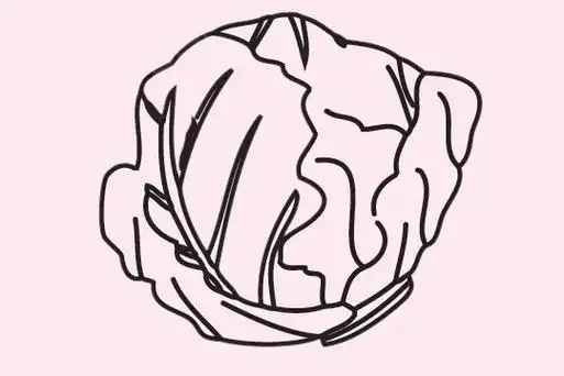卷心菜简笔画图片