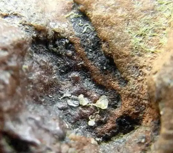 和橄榄石共生,是石铁陨石的一种,透光照射有蜂窝状形态,其中最具代表