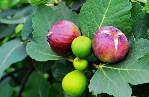 如何挑选无花果?