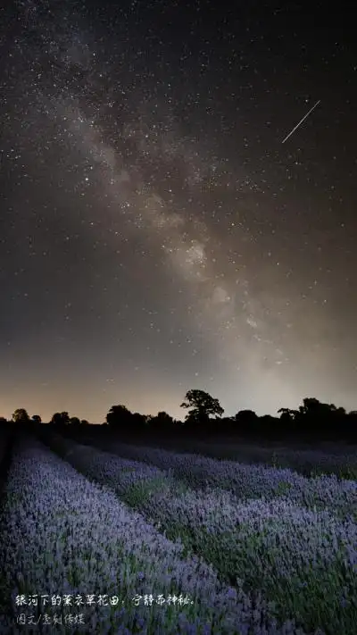 薰衣草 - 堆糖,美图壁纸兴趣社区