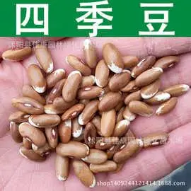 蔬菜种子 优质四季豆种子 菜豆 架豆 芸豆种子 1件=1斤