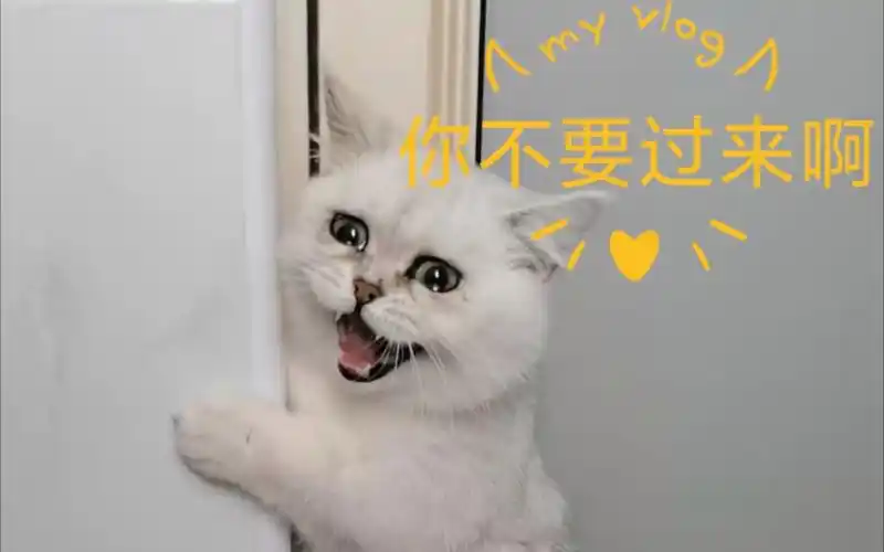 小猫咪你不要过来呀
