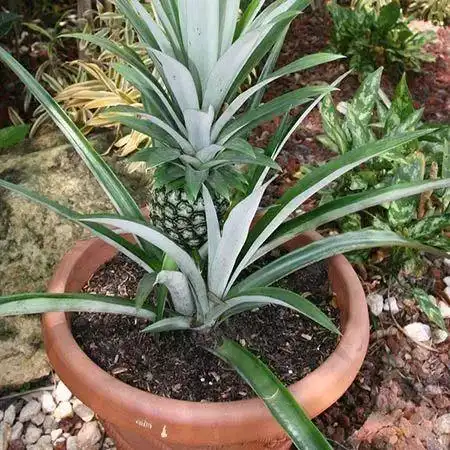 夏天吃剩下的菠萝叶冠不要丢掉,用这方法两三年又能结果