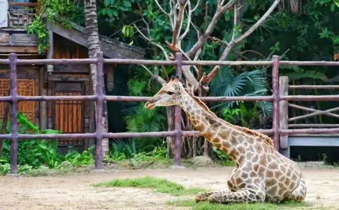 三亚彩色动物园