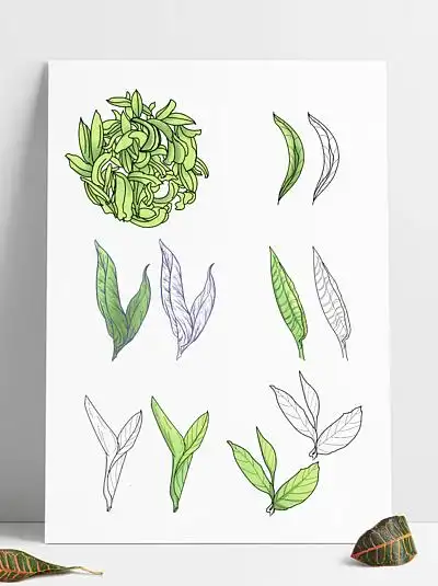 3540茶叶手绘茶芽线稿简笔画3531茶茶叶喝茶泡茶矢量元素设计338化妆