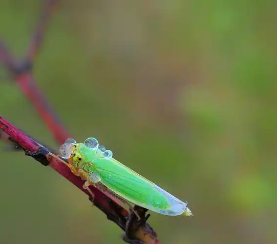 《有露珠的绿叶蝉》 小绿叶蝉是农作物的天敌,在露珠的衬托下倒有一些