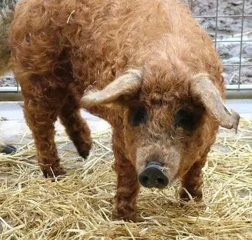 林肯郡卷毛猪的形态特征