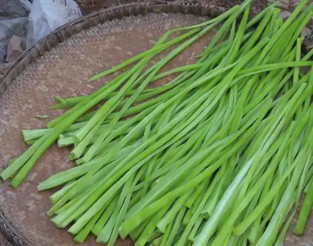 这个菜吃起来清脆爽口,不是莴笋,有认识的吗