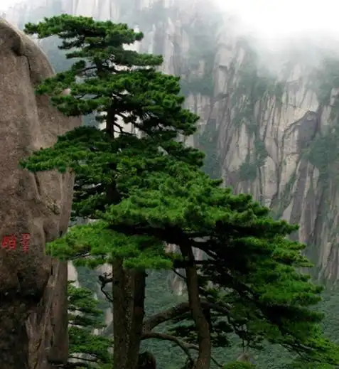 黄山四绝之奇松