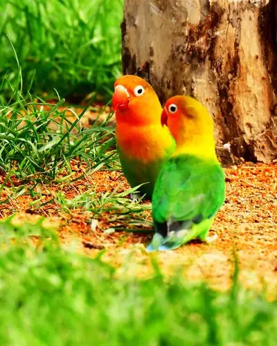 拍鸟236:珍贵的费沙氏情侣鹦鹉