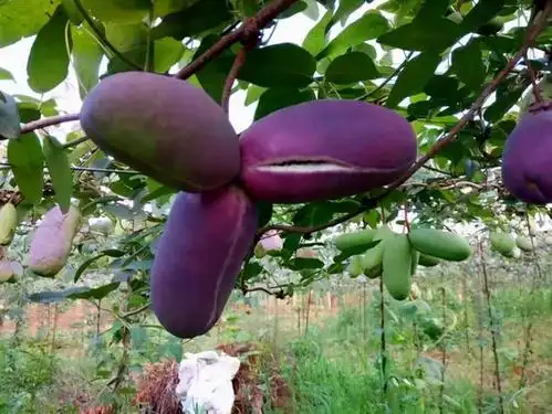 还能想起这些儿时记忆吗|桑葚|水果|刺梨|山枣_网易订阅