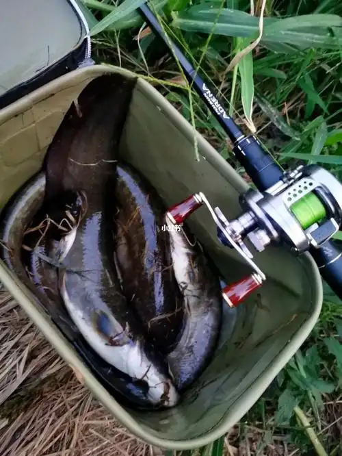 路亚入门指南鲶鱼专场