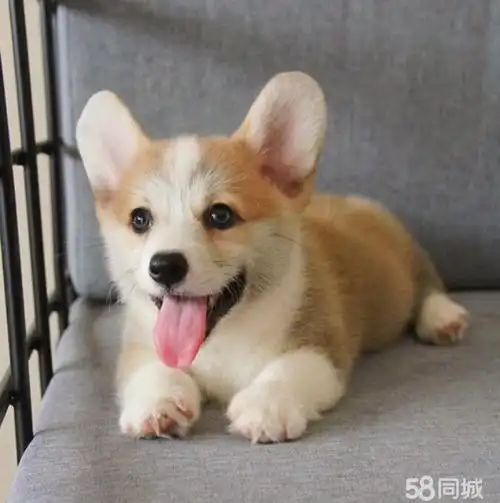 【58同城】白浪河柯基犬价格_多少钱一只|白浪河柯基犬图片|柯基犬