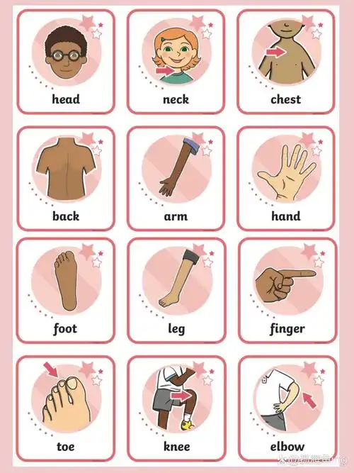my body|一些身体部位的英语单词闪卡 很可爱的一组关于人体部位的