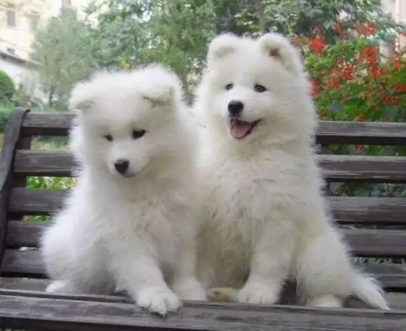 哪里有卖小萨摩的琻屋藏犬值得您驻足