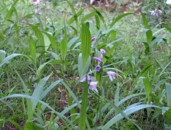 药材小白鸡有什么功效?有没副作用?