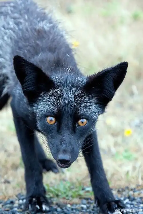 半夜一群狐狸来敲窗户,不给吃的就不走了,结果被养成了"二哈"