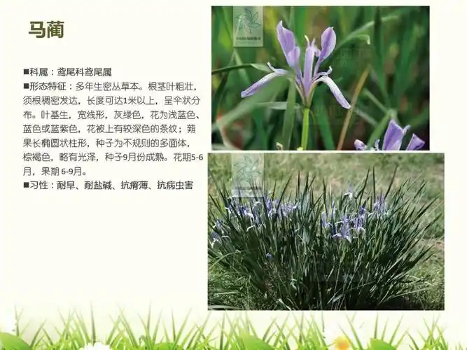 北方常用园林植物图谱