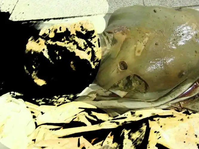 尸体的腐败过程是怎样的?