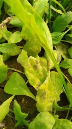 请问专家菠菜什么病?