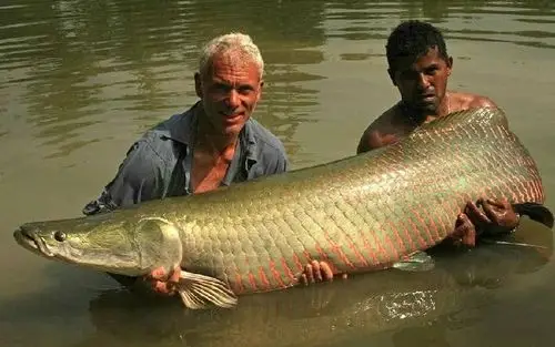巨骨舌鱼巨骨舌鱼和鳄雀鳝