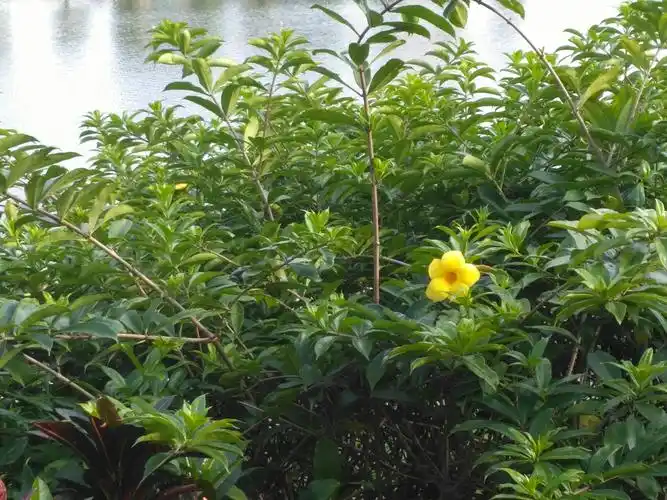 同一金花树,盛夏更艳丽!